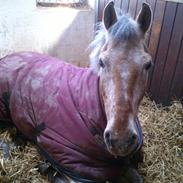 Anden særlig race Little Kahlua