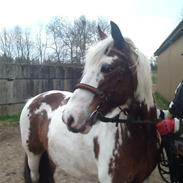 Anden særlig race Milla