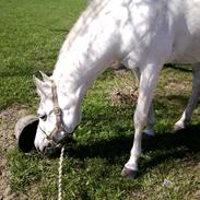 Arabisk fuldblod (OX) Ca Tzar