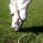 Arabisk fuldblod (OX) Ca Tzar