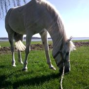 Arabisk fuldblod (OX) Ca Tzar