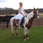 Anden særlig race Rugholms Bella