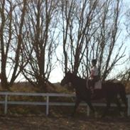 Dansk Varmblod Walentino (Tino)