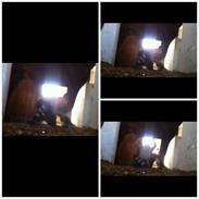 Dansk Varmblod Walentino (Tino)