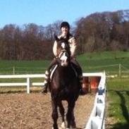 Dansk Varmblod Walentino (Tino)