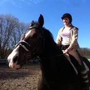 Dansk Varmblod Walentino (Tino)