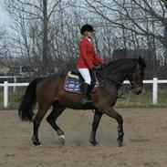 Dansk Varmblod Dalsmølles Cheik