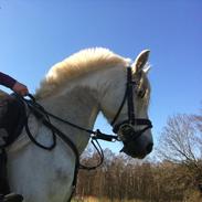 Anden særlig race Silver (My Princess) :*