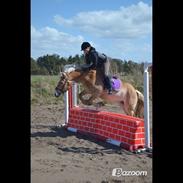Haflinger Katinka