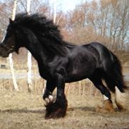 Irish Cob Ace of Spades 