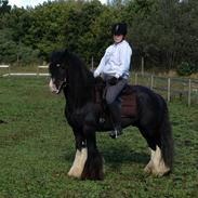 Irish Cob Ace of Spades 