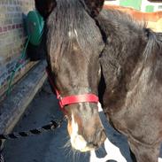 New Forest Langmarksgaards Sarabia ( tidl. part )