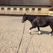 New Forest Langmarksgaards Sarabia ( tidl. part )