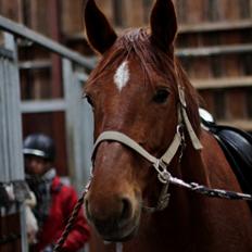 Dansk Varmblod Pittegårdens Cordoba
