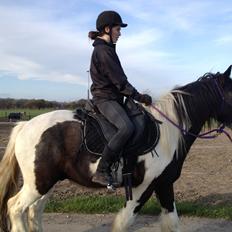 Irish Cob Brinkehøjens Findus