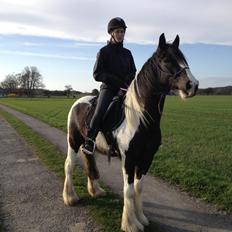 Irish Cob Brinkehøjens Findus