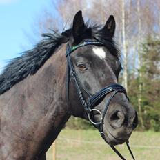 Welsh Cob (sec D) Dynamite Bogart