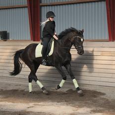 Trakehner Hertima De L