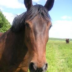 Anden særlig race Tazana