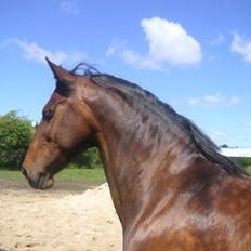 Anden særlig race Tazana