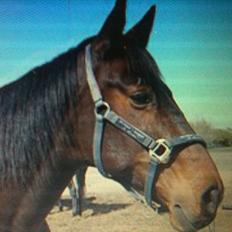 Anden særlig race Tazana