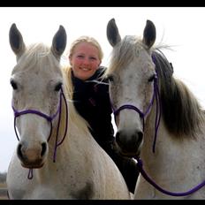 Shagya Araber (SH) Sv's O'balina Lightwood<3