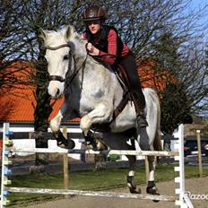 Shagya Araber (SH) Sv's O'balina Lightwood<3