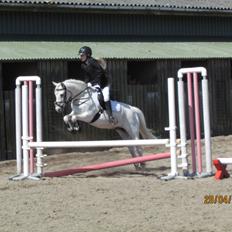 Welsh Pony (sec B) Shadow