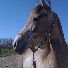 Pura Raza Española Salina DG