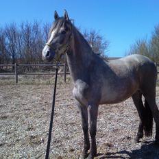 Pura Raza Española Salina DG