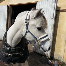 Fjordhest Romeo's Hans