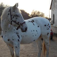 Knabstrupper Ceres Royal
