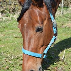 Anden særlig race Annabell