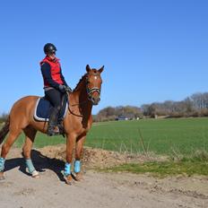 New Forest Brandon (solgt)