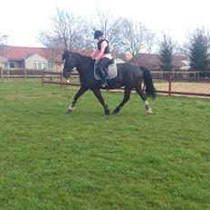 Anden særlig race Luper