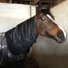 Hollandsk Sportspony Yvonne