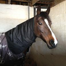 Hollandsk Sportspony Yvonne