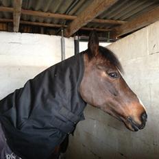 Hollandsk Sportspony Yvonne