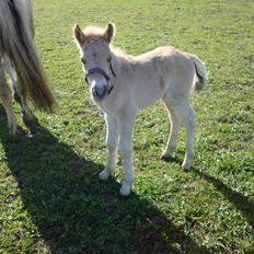 Anden særlig race Mr. Anton Holm