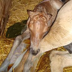 Anden særlig race Mr. Anton Holm