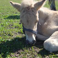 Anden særlig race Mr. Anton Holm