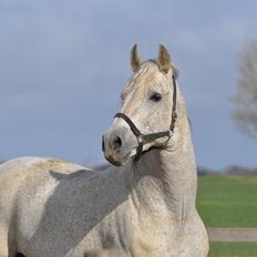 Pura Raza Española Guerrer