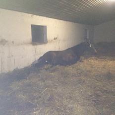 Trakehner Nellie af Gadensgaard