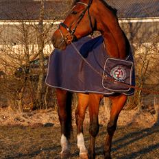 Dansk Varmblod Armani