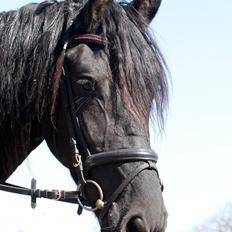 Frieser Ayla af Hestagergaard