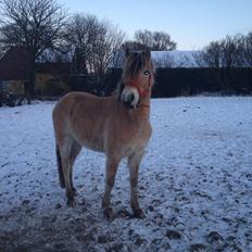 Anden særlig race Dunkans Galina<3 solgt