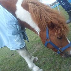 Shetlænder Bastian (Bisse) Låne pony