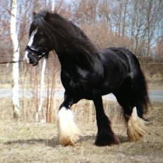 Irish Cob Ace of Spades 