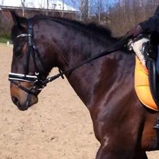 Anden særlig race Zeus (solgt)