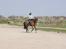 New Forest Romeo´s Hotline